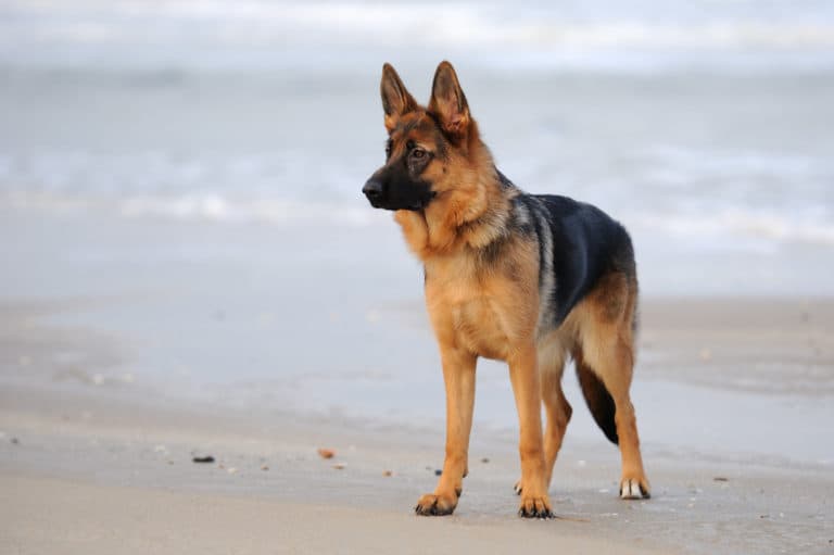 Original photo of a German Shepherd dog standing on a beach - before AI transformation